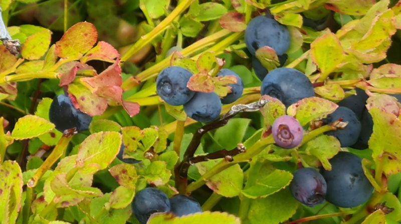 Kulturkvelder i Engehaugen kirke høsten 2024