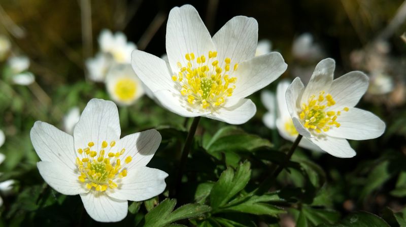 Lyrikkaften - Lys Liv Kjærlighet - Gjøvik kirke 08. mai 2025 kl 18.00