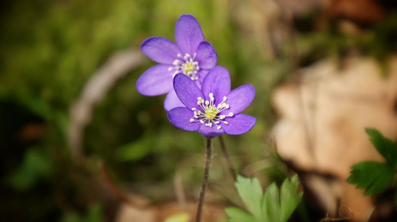 Givertjeneste Hunn menighet