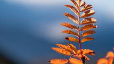 Temakveld om sorg - Hunn kirke onsdag 05. 11.2025