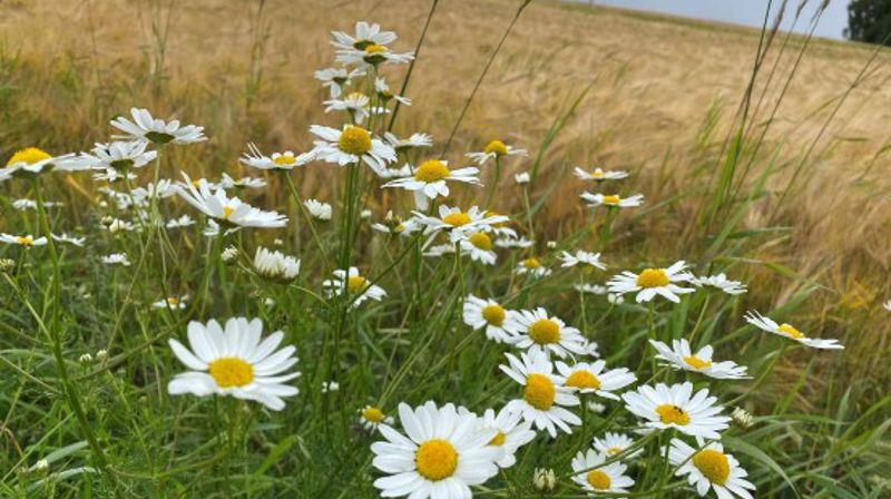 (Foto: Kirken i Gran).