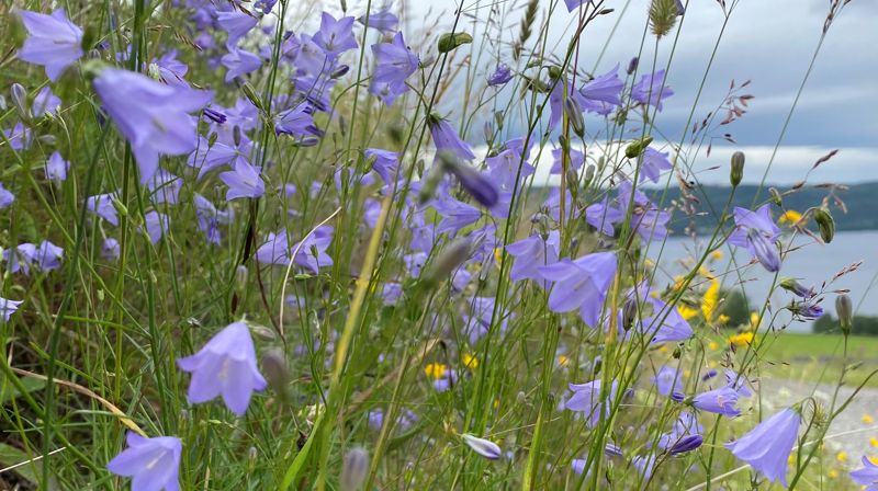 Det finnes flere fine sanger og viser om blåklokker. Foto: Kirken i Gran/Inger Stensrud Haug.