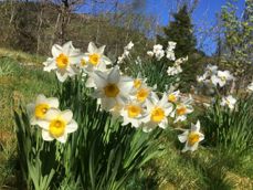 Pinseliljer i full blomst. Foto: Kirken i Gran/Inger S. Haug. 