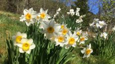 Pinse feires 50 dager etter påske og ti dager etter Kristi himmelfart. Høytiden markerer at Den hellige ånd ble sendt til disiplene. Foto: Kirken i Gran/Inger S. Haug.