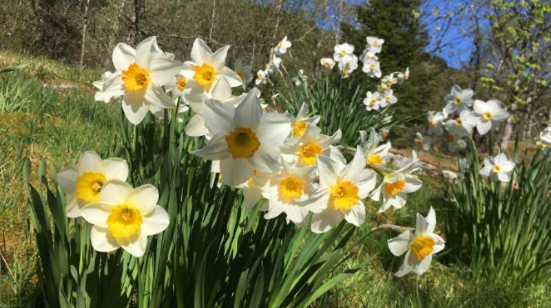 Pinse feires 50 dager etter påske og ti dager etter Kristi himmelfart. Høytiden markerer at Den hellige ånd ble sendt til disiplene. Foto: Kirken i Gran/Inger S. Haug.