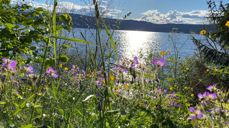 Villblomster og utsikt over Randsfjorden (foto: Inger Stensrud Haug 2024).