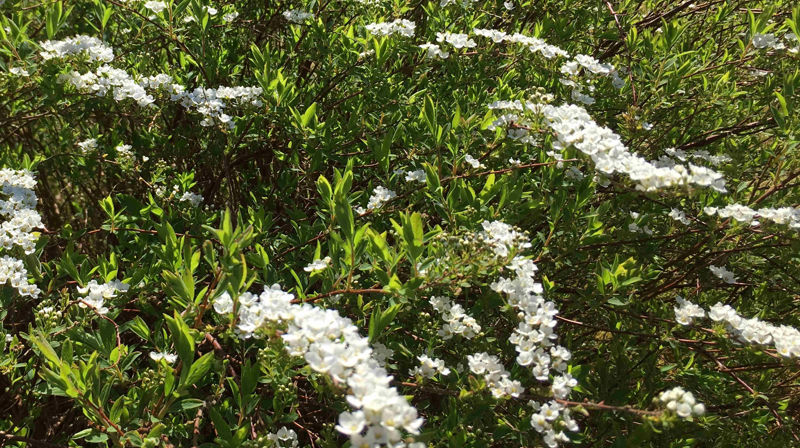 Brudespirea blomstrer i vårsola (foto: Inger S. Haug)