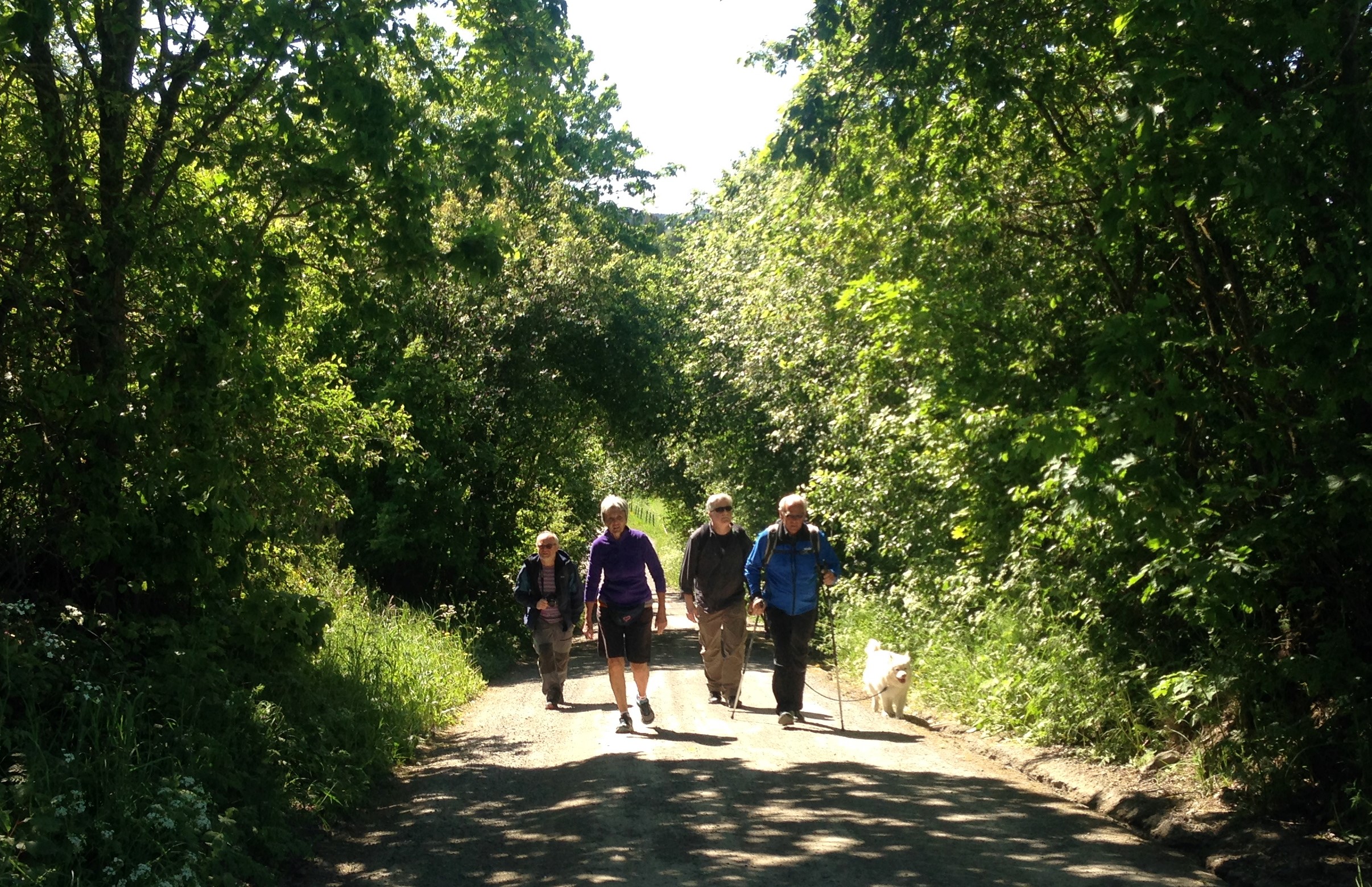 Pilegrimsvandring ved Alm på Tingelstadhøgda. (Foto: Jane Dahl Sogn 2018).  