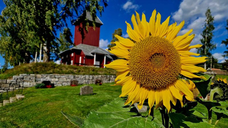 Ål kirke med sommerens solsikke i front (foto: Jan Myrvold/Kirken i Gran).