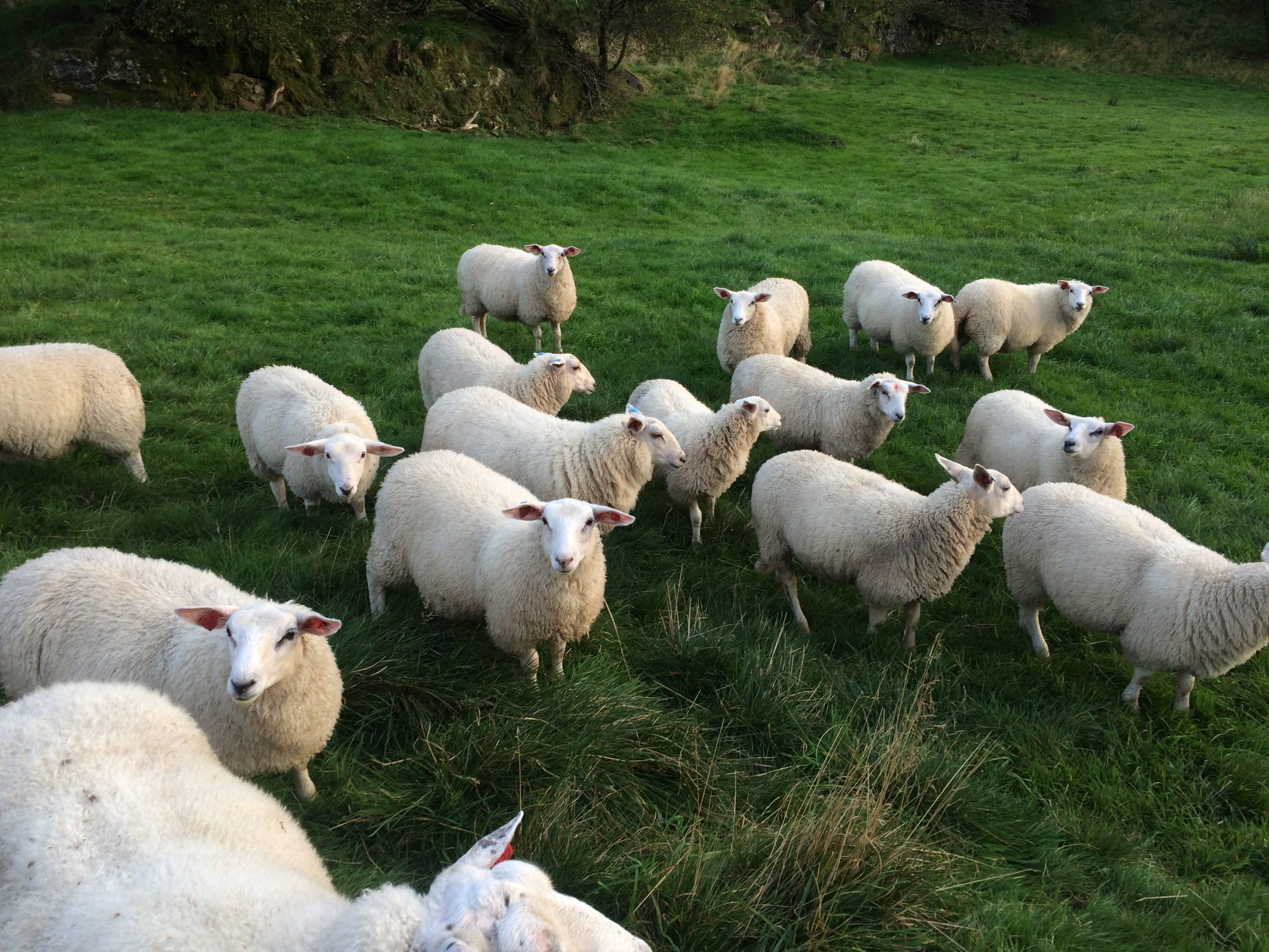 Gudsteneste 19. april