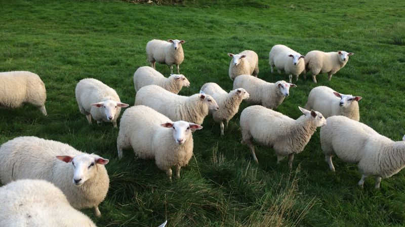 Gudsteneste 19. april