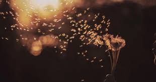 Livets &#229;ndedrett