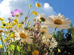 Grunnen som b&#230;rer