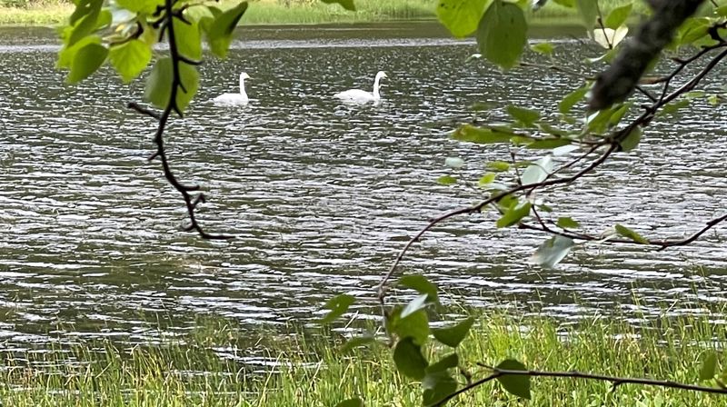 ARCTICulation of Faith