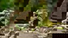 Foto: Pexels-pixabay