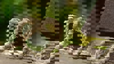 Foto: Pexels-pixabay