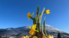 "Meir himmel på jorda" er visjonen til DnK. Her illustrert med påskeliljer mot blå himmel over fjellet Melshorn. Foto: Hareid sokn