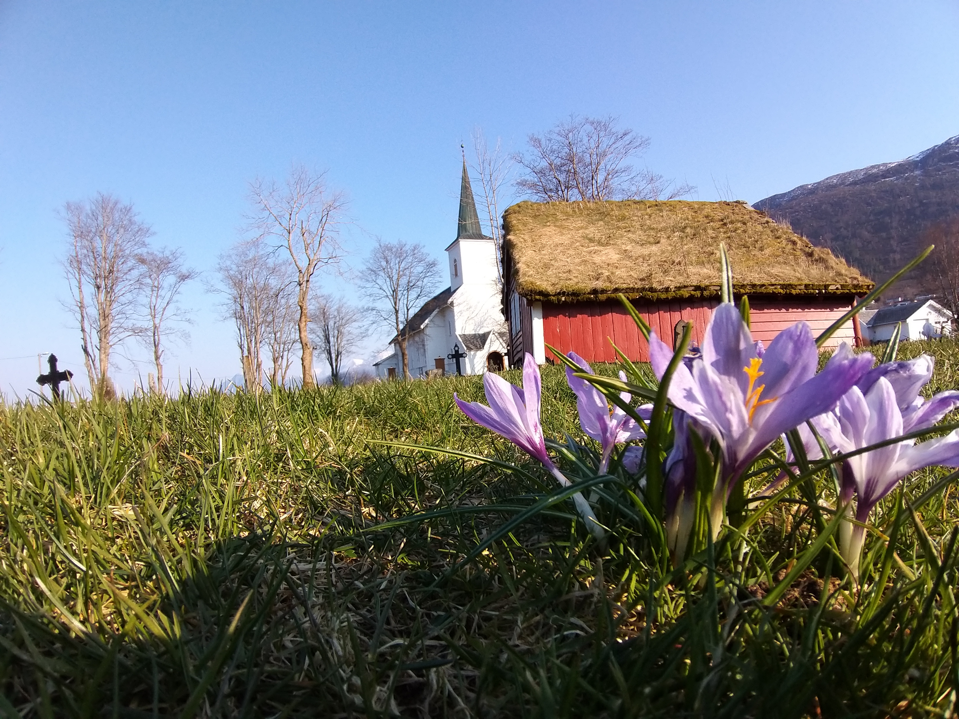 EIN NY VÅR: Det spirer på kyrkjebakken. Foto: Hareid sokn