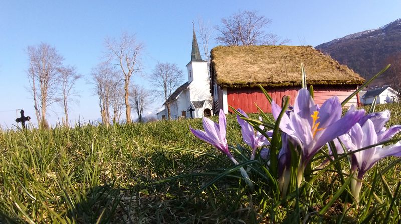 EIN NY VÅR: Det spirer på kyrkjebakken. Foto: Hareid sokn