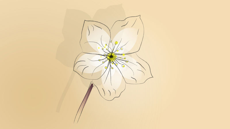 Julerosa i Kongsberg kirke