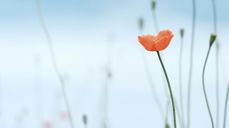 Foto: Unsplash.com_Raquel Raq