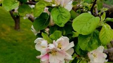 Bilete av fruktblome