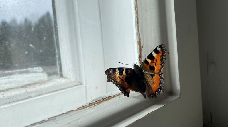 Sommerfugl i Hvarnes kirke. Foto: Kristina Hvarnes Andersen