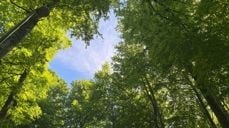 Bøkeskogen. Foto: Kristina Hvarnes Andersen