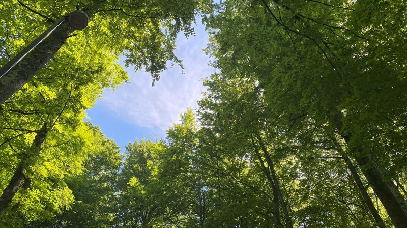 Bøkeskogen. Foto: Kristina Hvarnes Andersen