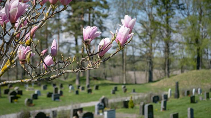 Kirkegård. Foto: Kirkerådet