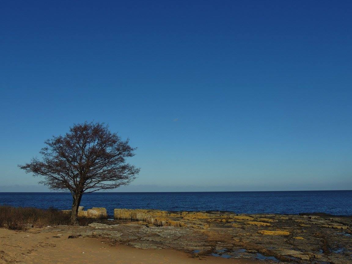 Fasten 2021: Treet ved verdens ende - og hvile for sjelen