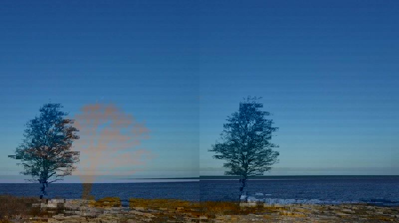 Fasten 2021: Treet ved verdens ende - og hvile for sjelen