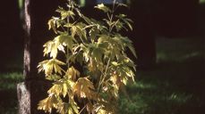 "Av jord er du kome" - gravminne på Lesja kyrkjegard (foto: Jogrim Nordsletten)