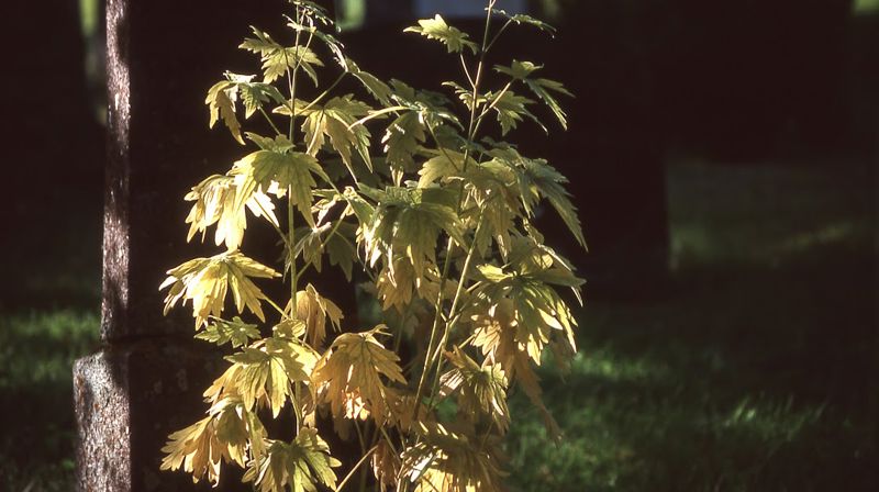 "Av jord er du kome" - gravminne på Lesja kyrkjegard (foto: Jogrim Nordsletten)