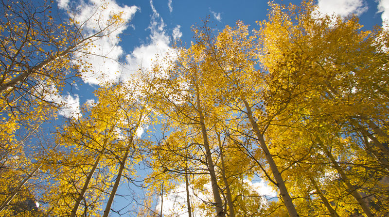 Siste utgave av "På kirkevangen"