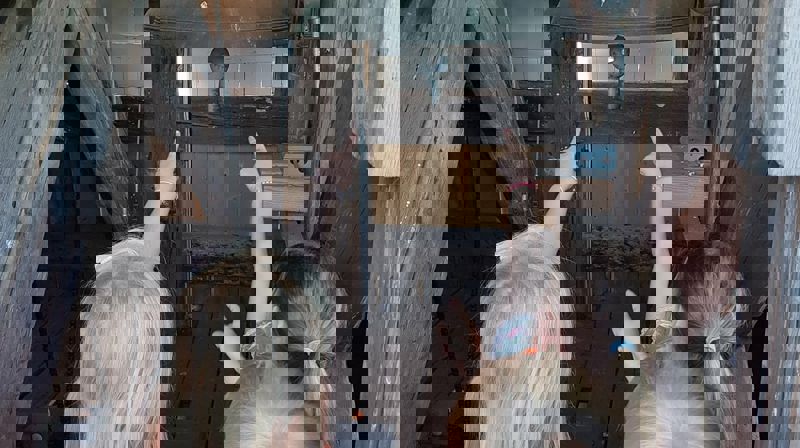 Pinsevandring for barnehagene