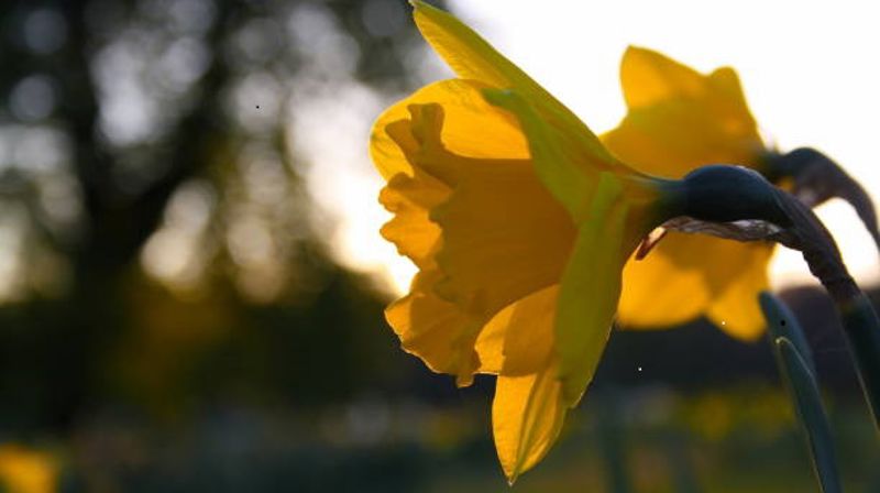 PÅSKENS GUDSTJENESTER I TRANBY OG LIERSKOGEN SOKN