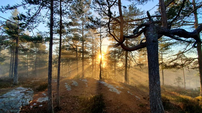 Kirkene og koronarestriksjoner