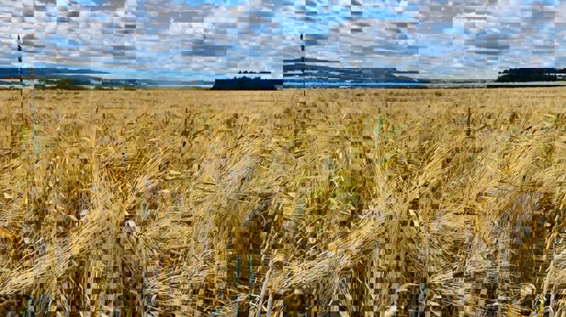 Høsttakkefest evensong