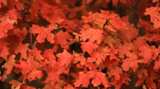 Bildet er tatt av Patrick Hendry