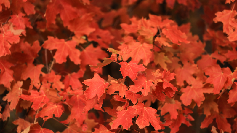 Bildet er tatt av Patrick Hendry