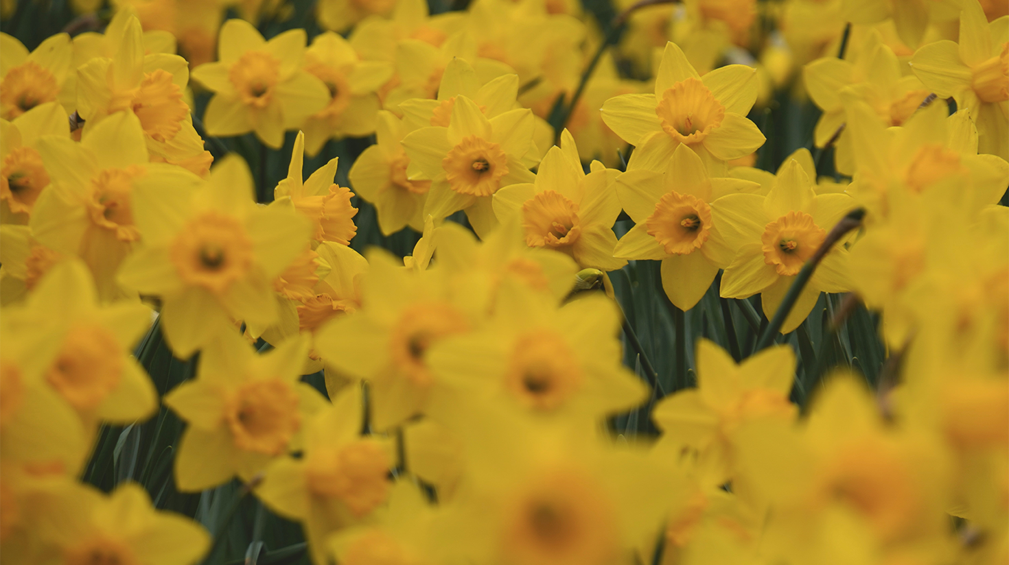 Fotograf: Paul Mody. Unsplash