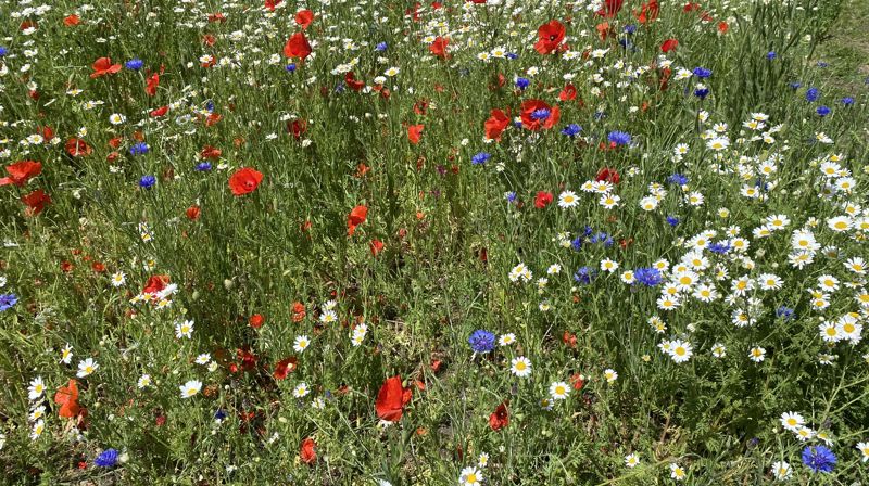 Velkommen til SOMMERFEST / Onsdagstreff 11. juni kl. 11.30
