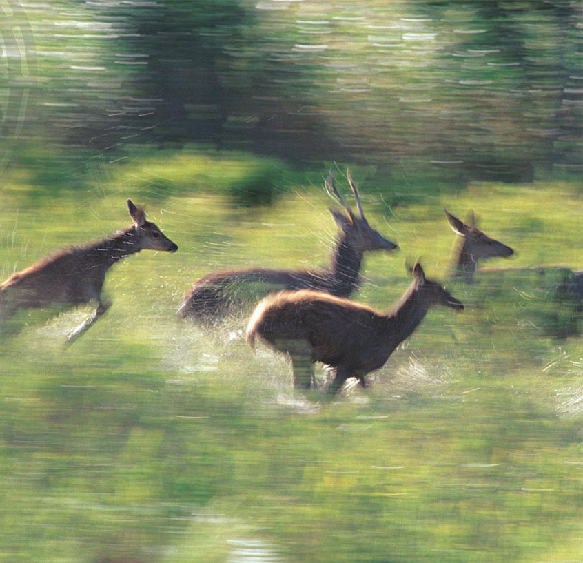 Vern om skaperverket