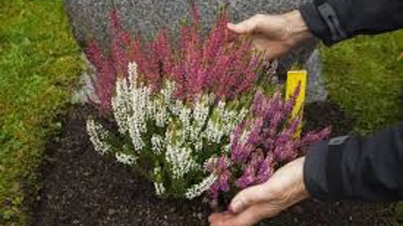 Fornyelse av feste - har du fått en regning i posten?