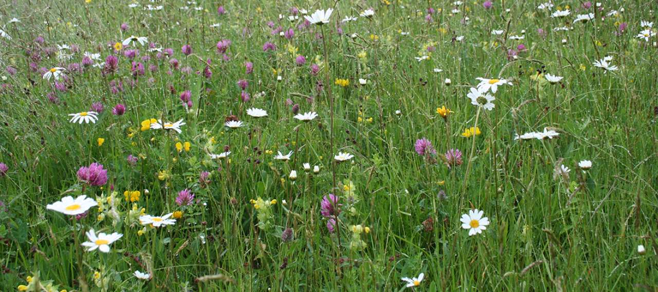 Naturmangfold på Nesodden gravlund