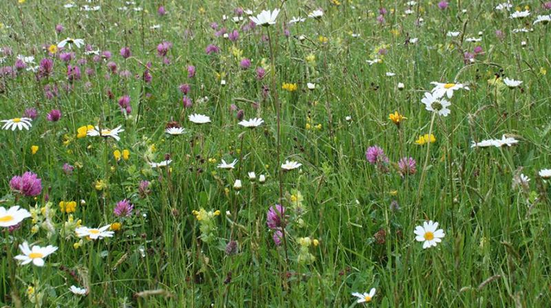 Naturmangfold på Nesodden gravlund