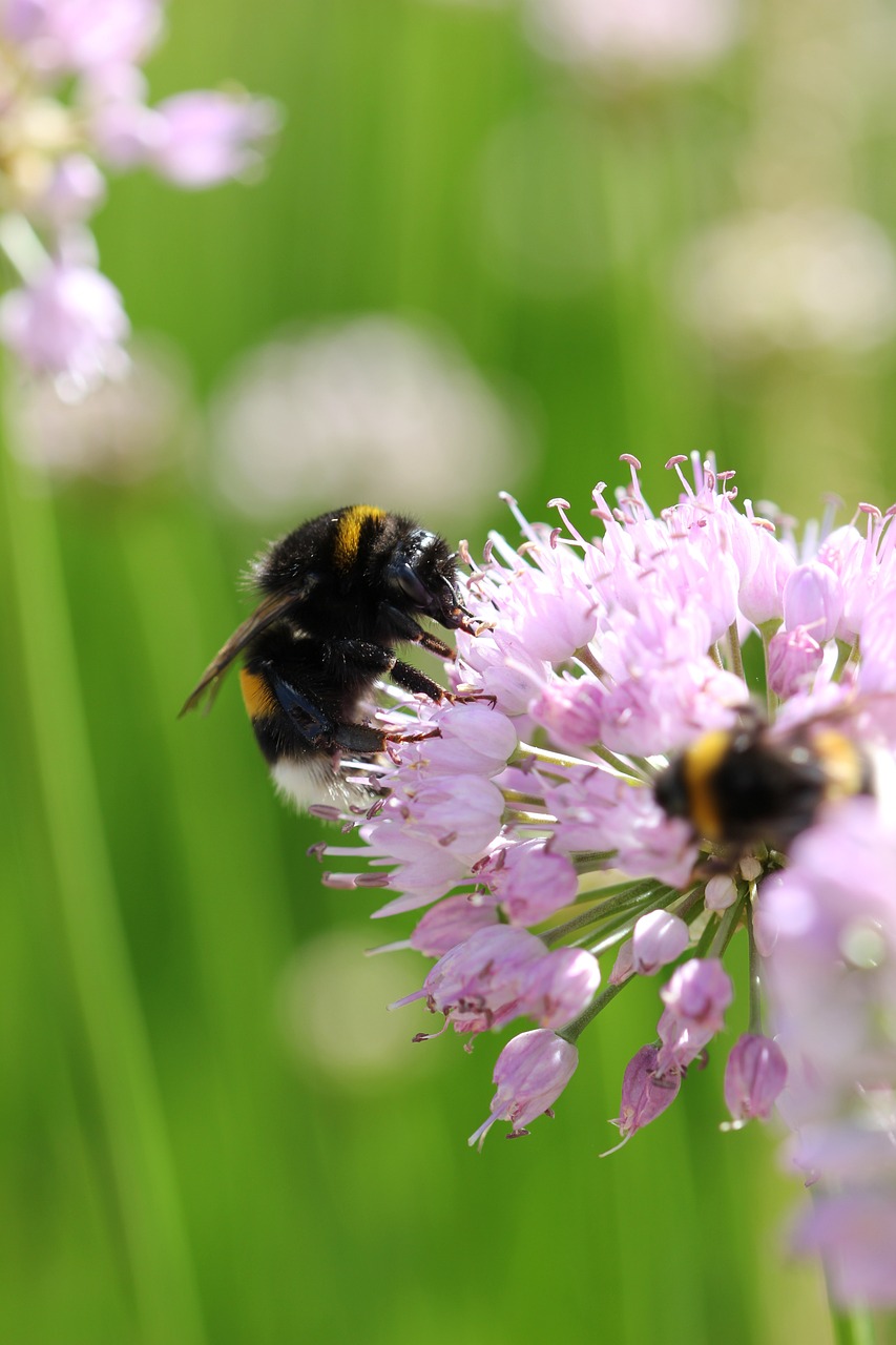 Trusler mot naturmangfoldet