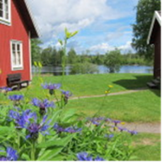 Innsjø med rødt hus og thistel blomster foran en grønn eng.