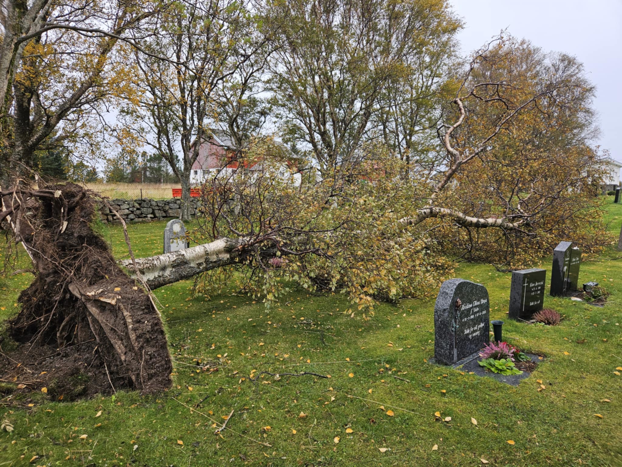 Vindfall på Agdenes kirkegård